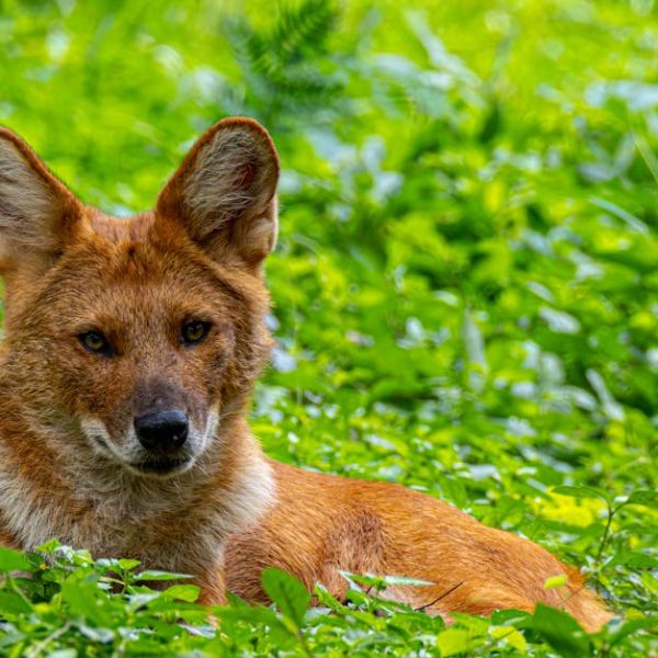 10 Proven Strategies to Keep Skunks Away from Your Property