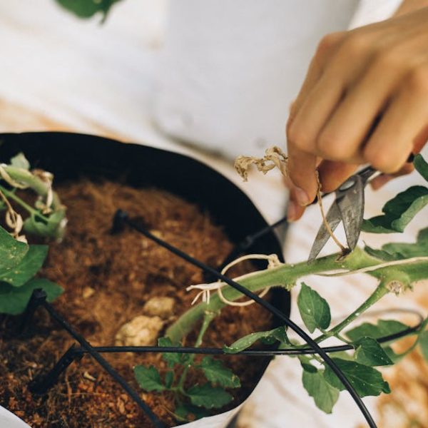 10 Terrific Tips for Thriving Indoor Tomato Gardens