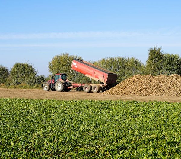 11+ Creative Techniques to Permanently Banish Sugar Ants