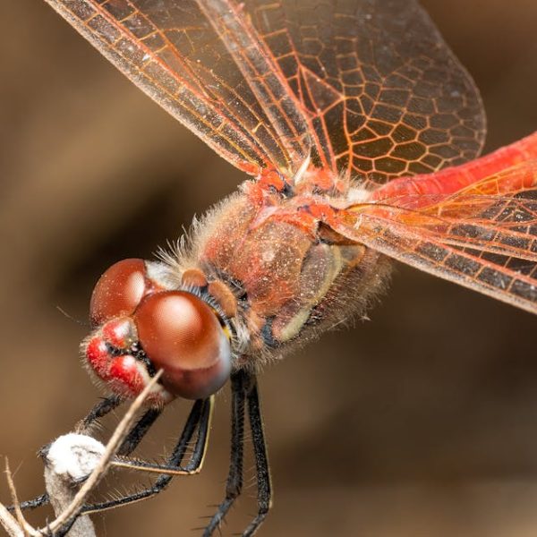 11 DIY Bug Sprays: Simple Recipes to Keep Pests Away