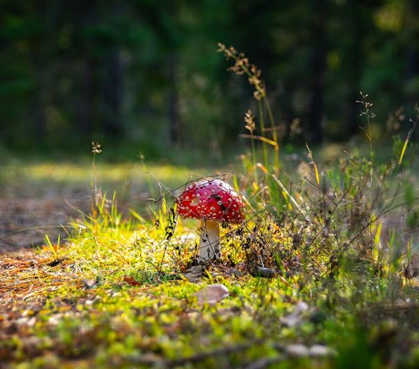 11+ Easy-to-Grow Mushroom Varieties for Your Home Garden