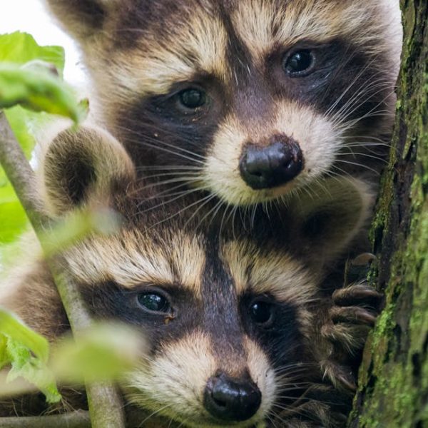 11 Simple DIY Tricks to Naturally Repel Raccoons