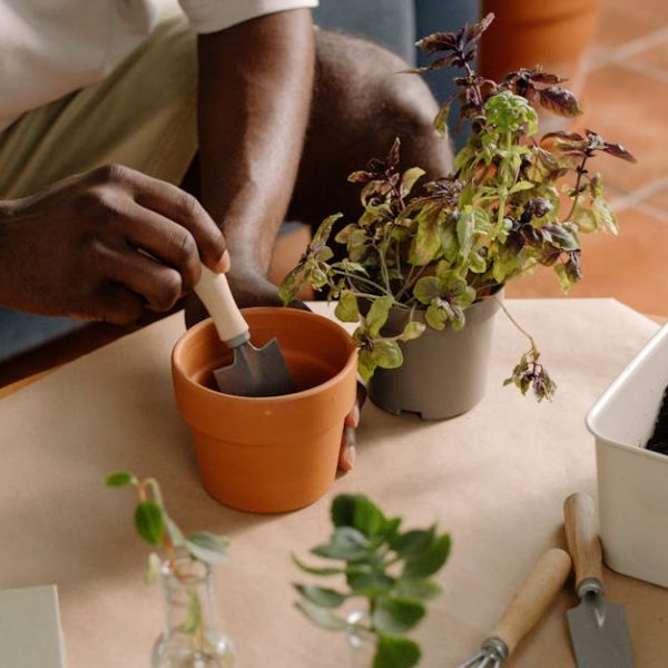 11+ Tips for Thriving Container-Grown Tomatoes with Ease
