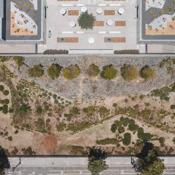 13 Drought-Tolerant Plants That Flourish with Minimal Water