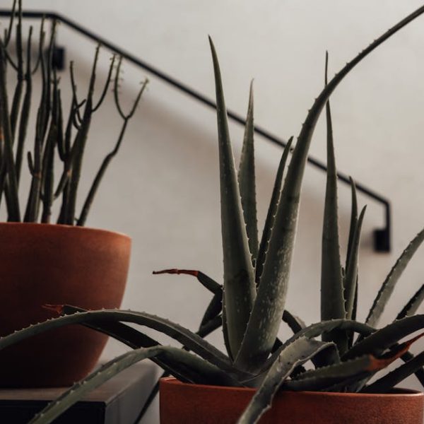 14 Amazing Plants to Purify Your Home and Boost Air Quality