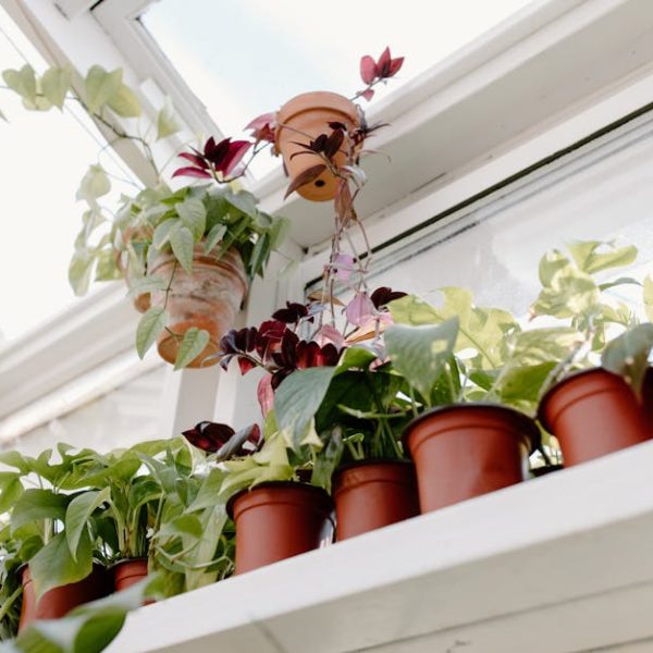 14 Beautiful and Easy Potted Flowers to Brighten Your Home