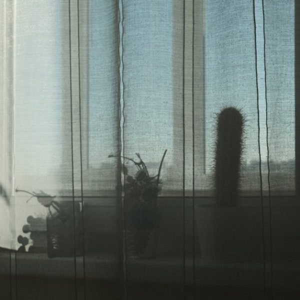 14 Beautiful Indoor Plants Ideal for Low Light Spaces