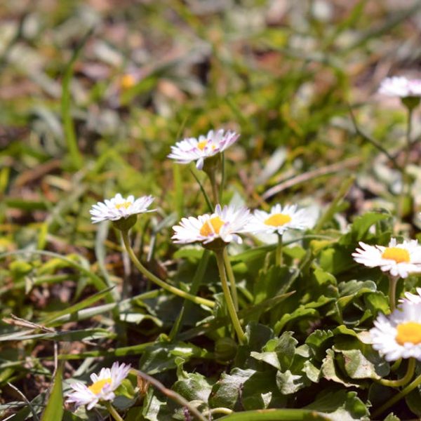 14 Bird-Attracting Perennials with Seed Benefits for Your Garden
