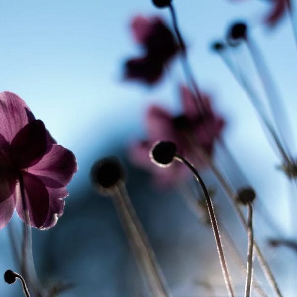 14 Captivating Perennials Perfect for Vibrant Spring Gardens