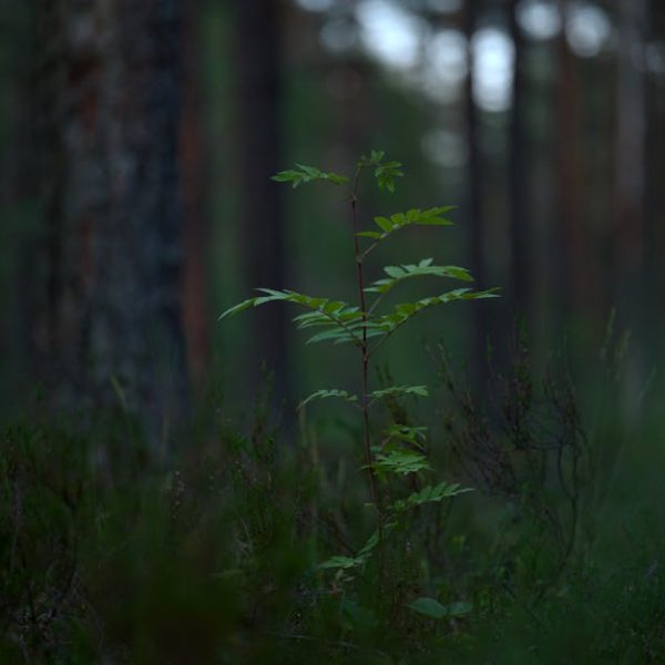 14 Easy-Care Trees Ideal for Beginner Gardeners