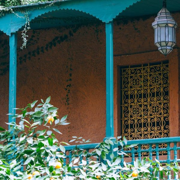 14 Easy Climbing Plants to Elevate Your Garden’s Beauty