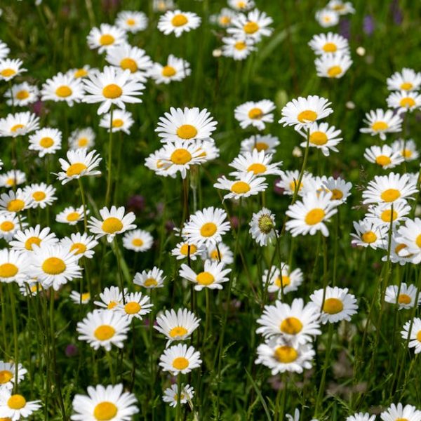 14 Easy-to-Grow Perennials for Vibrant Summer-Long Blooms