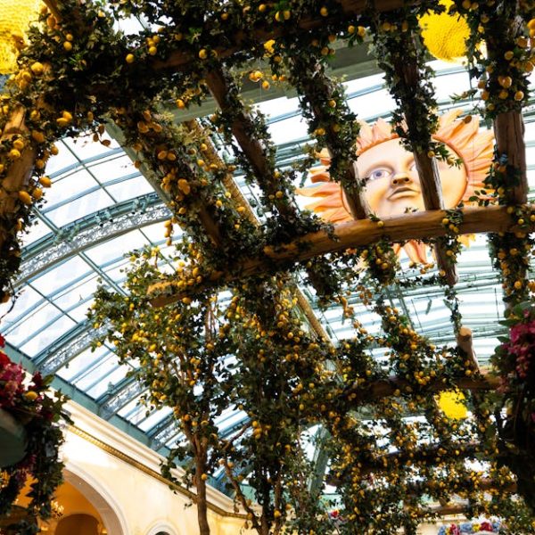 14 Fascinating Vines to Sensationally Boost Your Garden’s Appeal