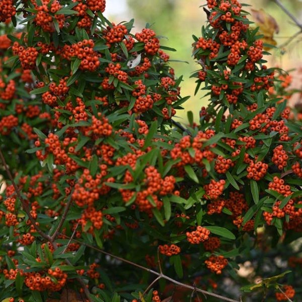 14 Fast-Growing Evergreen Shrubs to Enhance Your Privacy Quickly