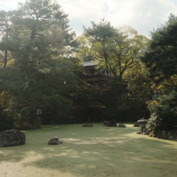 14 Fast-Growing Evergreens to Hide Unsightly Views Effortlessly