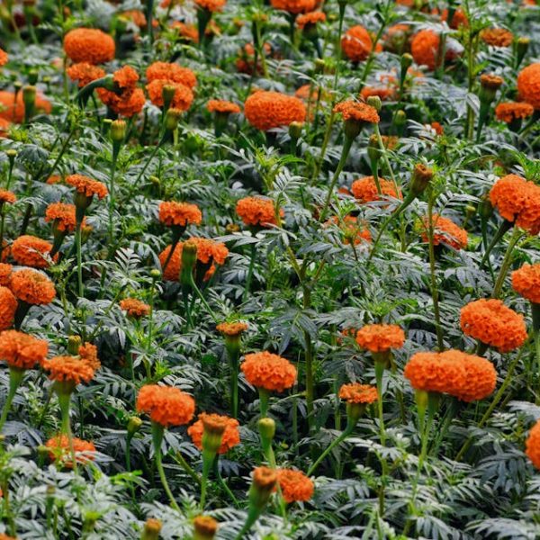 14 Frost-Resilient Annuals Perfect for Chilly Climates