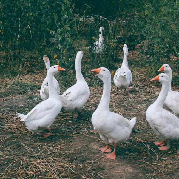 14 Gorgeous Flowering Bushes That Are Surprisingly Easy to Grow