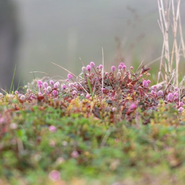 14 Hardy Ground Covers for Beautiful Pavers & Stepping Stones