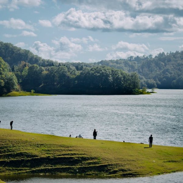 14 Must-Have Summer-Flowering Grasses for a Stunning Garden Look