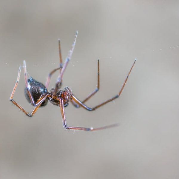 14 Natural Tips to Keep Spiders Out of Your Home Safely