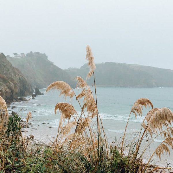 14 Non-Invasive Grasses for a Beautiful, Low-Maintenance Lawn