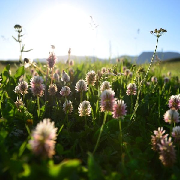 14 Perennial Wildflowers for a Low-Maintenance, Stunning Garden