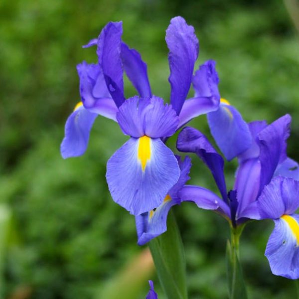 14 Resilient Perennials Ideal for Effortless Low-Maintenance Gardens