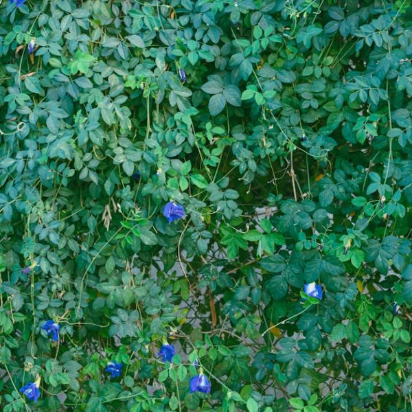 14 Stunning Flowering Vines to Transform Your Garden