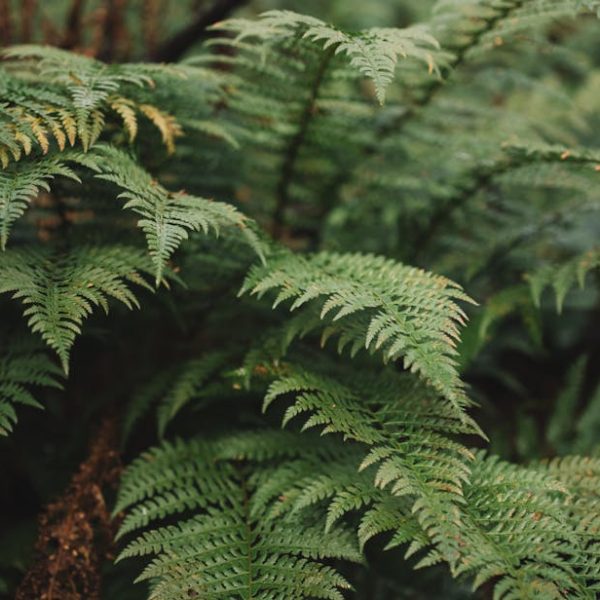 14 Stunning Ground Cover Ferns to Beautify Your Shade Garden Today