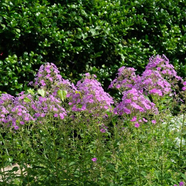 14 Stunning Shrubs That Make Perfect Ground Cover Choices
