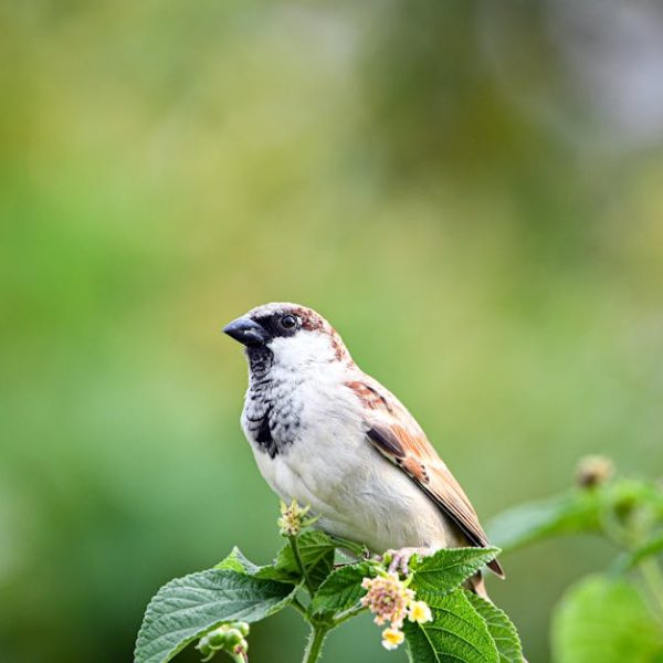 14 Stunning Shrubs to Attract Birds to Your Garden