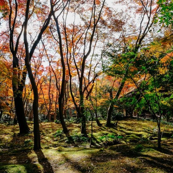 14 Stunning Shrubs to Transform Your Garden into a Winter Wonderland
