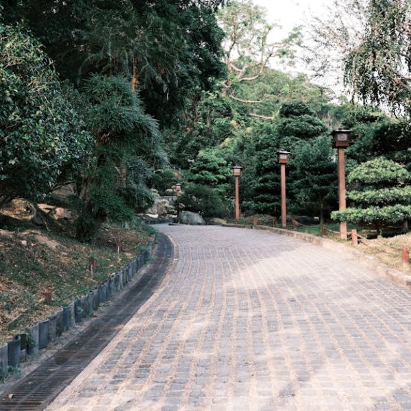 14 Stunning Small Evergreen Trees Ideal for Compact Yards