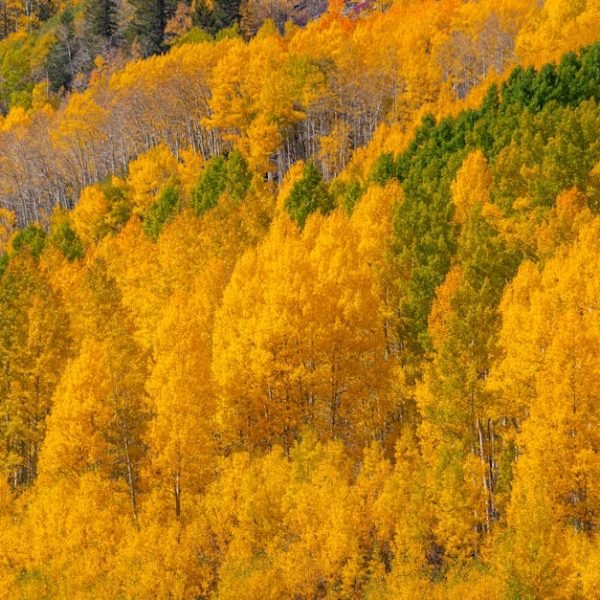 14 Stunning Trees with Gorgeous Yellow Fall Foliage