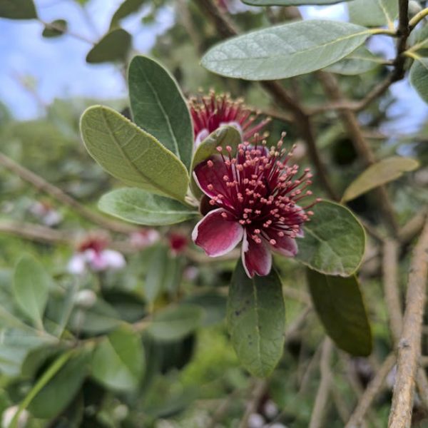 14 Versatile Fruit Trees Ideal for Garden Shrubs