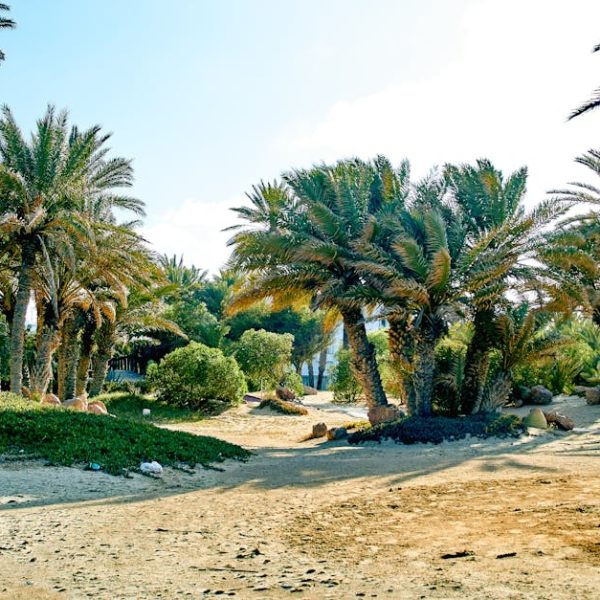 14 Versatile Palms Ideal for Shrub Landscaping Excellence