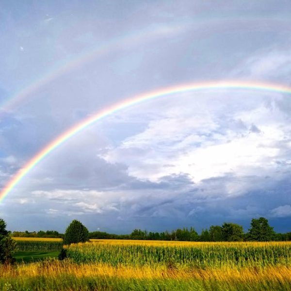 14 Vibrant Grasses That Flourish in Cool Climates