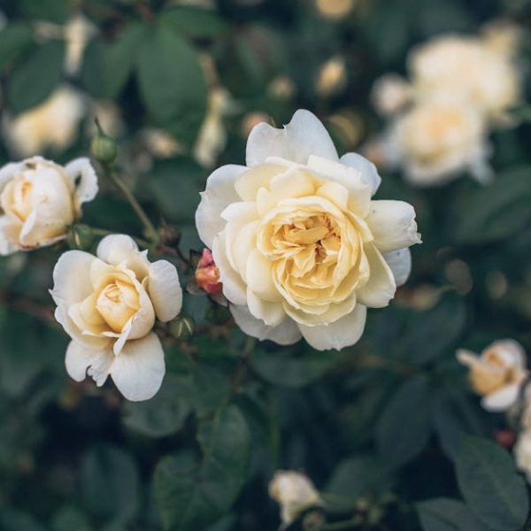 17 Amazing Rose Bushes That Will Transform Your Garden