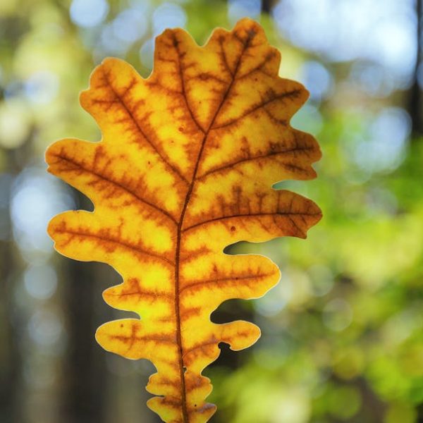 17 Dwarf Trees Perfect for Making the Most of Small Spaces