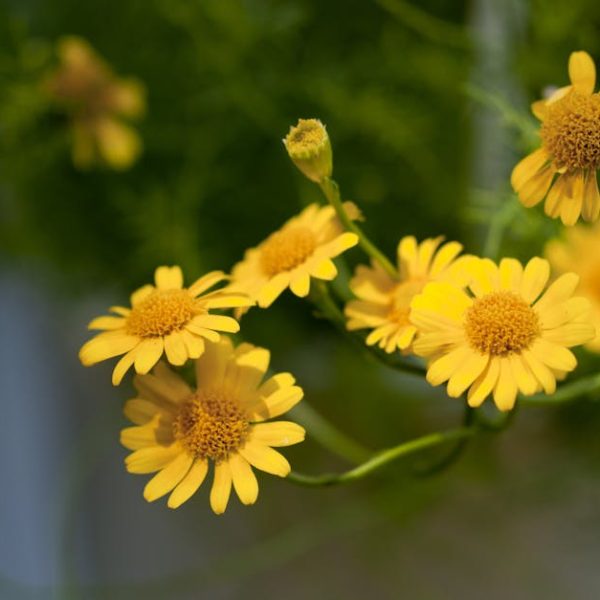 17 Easy-Care Perennials for Effortless Gardening Bliss