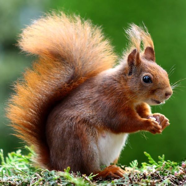 17+ Genius Tips to Easily Keep Squirrels Out of Your Yard