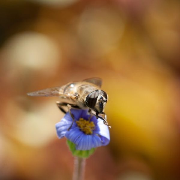 17 Natural Tips & Recipes to Effectively Repel Bees