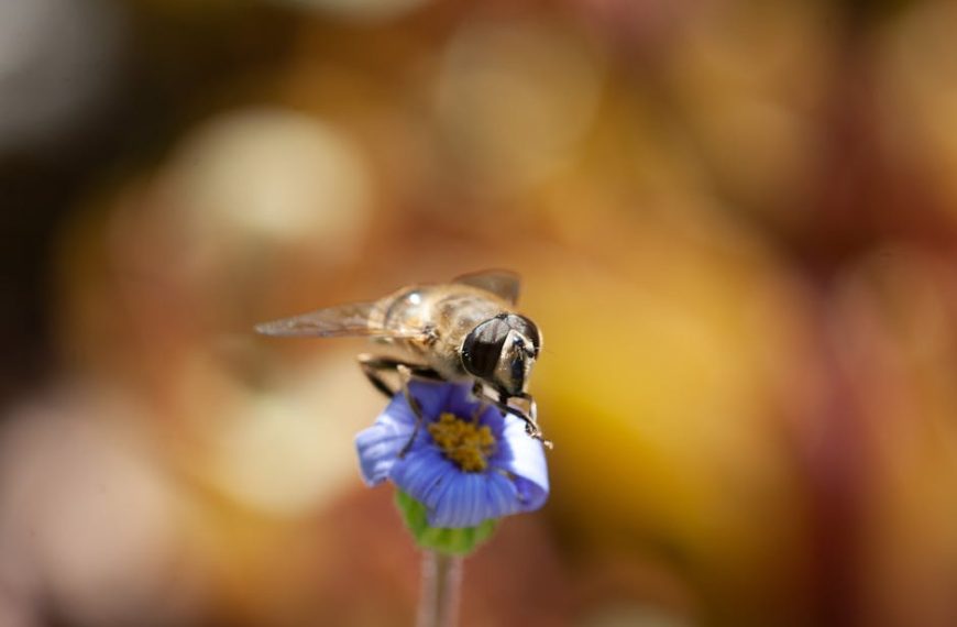 17 Natural Tips & Recipes to Effectively Repel Bees