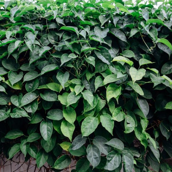 17 Perennial Vegetables That Cut Costs and Elevate Your Meals