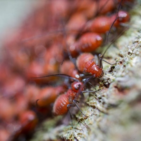 17 Simple Strategies to Banish Small Ants for Good