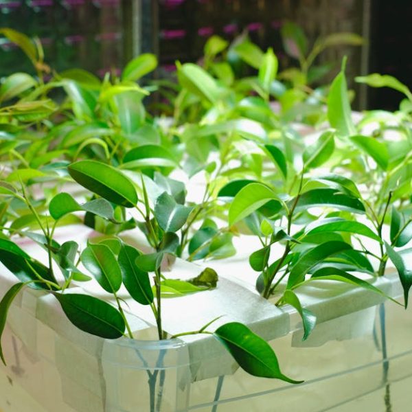 17 Simple Vegetables to Grow Indoors for Year-Round Harvests