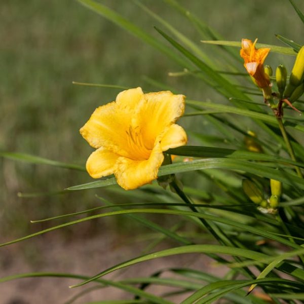 17 Stunning Perennial Grasses for Vibrant Ornamental Gardens
