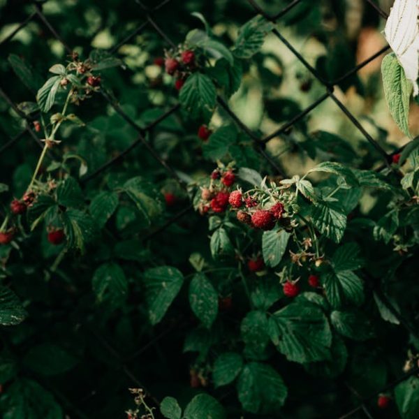 17 Thorny Bushes to Enhance Your Home Defense Landscaping