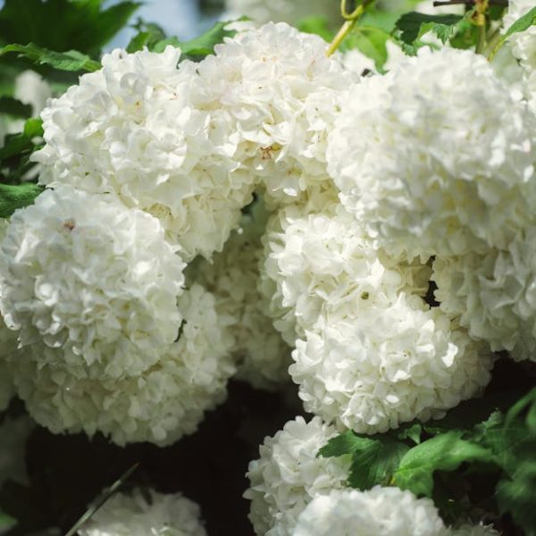 19 Amazing Zone 6 Perennials for Season-Long Beauty