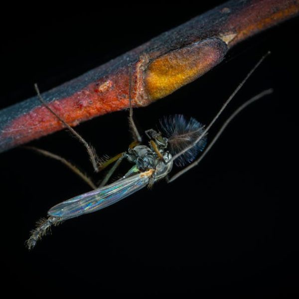 20 DIY Natural Mosquito Repellents: Keep Bugs at Bay